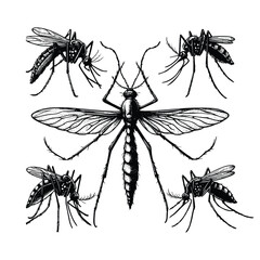 Vintage engraving isolated mosquito set ink sketch. black and white engrave isolated mosquito illustration