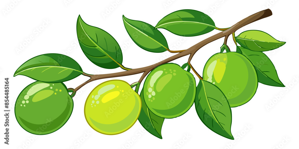 Poster lime with leaves on branch