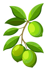 lime with leaves on branch