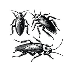 Vintage engraving isolated cockroach set ink sketch. black and white engrave isolated cockroach illustration