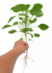 Hand holding Indian nettle plant or Acalypha indica isolated on white background, Root and green leaves of plants and herbs that cats love to eat and make kittens happy and drunk