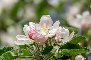 Soft pink apple blossoms on branches. Fresh soft white pink flowers of the apple tree blooming in the spring. Close up photo of apple tree blossom.