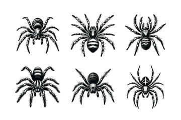 Vintage engraving isolated spider set ink sketch. black and white engrave isolated spider illustration
