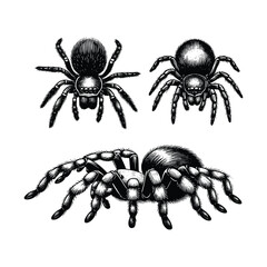 Vintage engraving isolated spider set ink sketch. black and white engrave isolated spider illustration