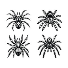 Vintage engraving isolated spider set ink sketch. black and white engrave isolated spider illustration