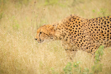 A cheetah with well defined black spots stalking forward through the long grass with head forward and fully focused on its prey in the grasslands of a game reserve in South Africa.