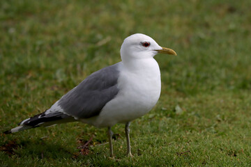 Common gull