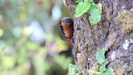 Rufous-bellied woodpecker