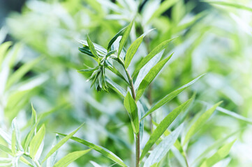 Nature background with spring flowers. Selective and soft focus. Close up.
