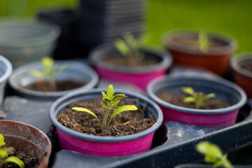 Growing tomato seedlings in different plastic reusable pots. Planting vegetables. Growing food near home. Planting and gardening concept.