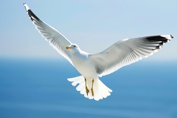 Fototapeta premium A close-up of a seagull in flight over the ocean, showcasing its wings spread wide in the clear blue sky.