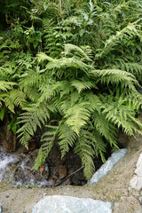 Vertical closeup on foliage of a green healthy looking Alpine Lady-fern, Athyrium distentifolium in the Austrian alps