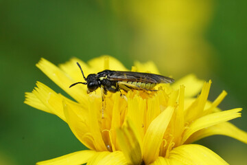 Closeup on a yellow colored sawfly of the Tenthredo arcuata group in Austrian alps