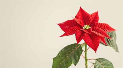 Poinsettia flower on white background Christmas Eve plant also known as Flor de Pascua