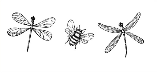 Vector cute dragonflies and bumblebee. Hand painted linear insects. Graphic clipart isolated on background. Botanical and wedding illustration. For designers, invitations, decoration, postcards