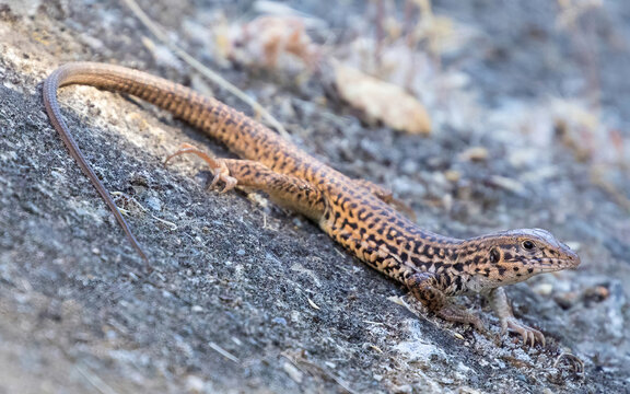 California Whiptail Lizard, Adult. Stevens Creek County Park, Santa Clara County, California, USA.