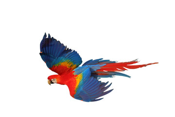 Colorful flying Scarlet Macaw parrot isolated on transparent background png file