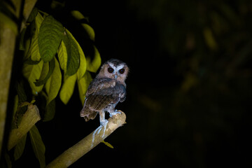 Owls are animals that search for food at night. He will have very good eyesight and will grow up.
