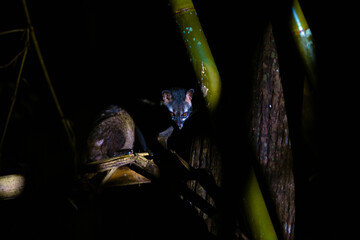Civet type animal Go out for food at night Have eyes that are sensitive to light