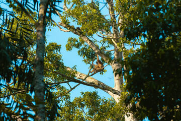 Schnees are mammals that live on low trees and whose cries echo in the forest.