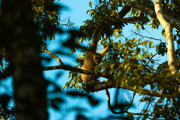 Fototapeta premium Schnees are mammals that live on low trees and whose cries echo in the forest.