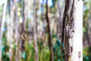 Fototapeta premium Eucalyptus trunk in forest