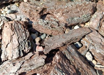 bark with small stones