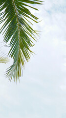 Obraz premium coconut tree leaves on the clear white sky background 17