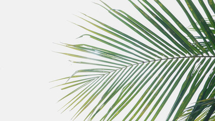 Obraz premium coconut tree leaves on the clear white sky background 03
