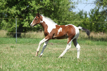 Obraz premium Paint horse foal moving on pasturage