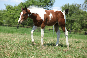 Obraz premium Paint horse foal moving on pasturage