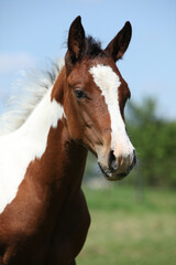 Obraz premium Paint horse foal on pasturage