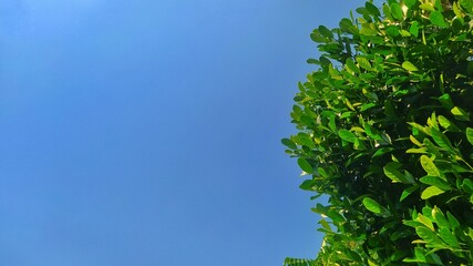 Green leaves of a lush tree on the side against a blue sky background. 