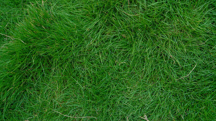 Green grass flat lay texture grass garden concept background 02