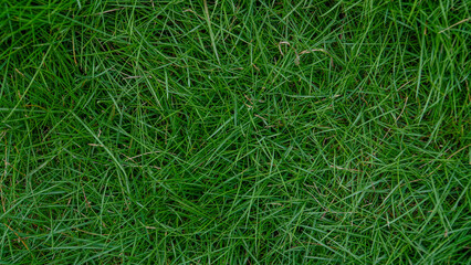 Green grass flat lay texture grass garden concept background 03