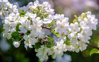 Cherry blossom branch in the garden in spring
