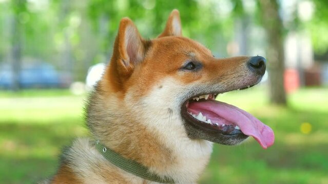 Shiba Inu Akita dog sits panting with tongue lolling out in park during walk. Pleased pet rest on cool shaded ground in sunny weather with happy expression