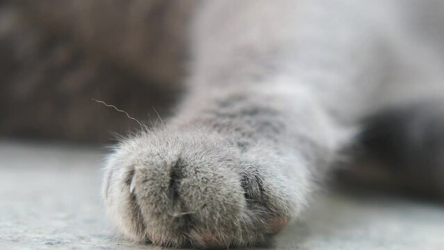 Observing the paw of a cat up close while resting, showing its small details and softness