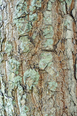 Tree Trunk and Tree Bark, Calophyllum inophyllum is a large evergreen plant,  tamanu, oil-nut, mastwood, beach calophyllum or beautyleaf. Kualoa Regional Park, Oahu Hawaii