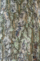 Tree Trunk and Tree Bark, Calophyllum inophyllum is a large evergreen plant,  tamanu, oil-nut, mastwood, beach calophyllum or beautyleaf. Kualoa Regional Park, Oahu Hawaii