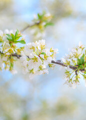 Spring Blossoms 