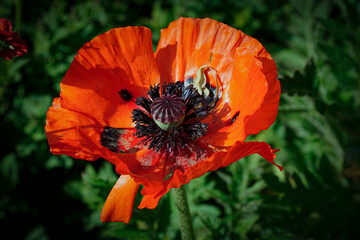 Fototapete bei efototapeten.de bestellen   