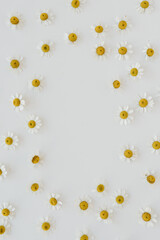 Blank frame with mock up copy space. Floral composition with small chamomile daisy flower buds on white background. Flat lay, top view