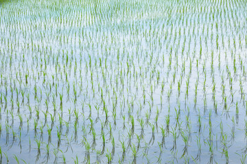 田植え後の田んぼのある風景 鳥取県 鳥取市