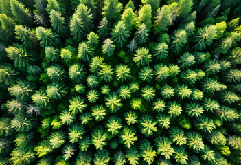 Aerial top view of green trees in forest