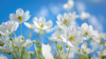 Radiant white flowers in full bloom