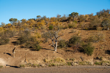 South African giraffe or Cape giraffe (Giraffa giraffa or Giraffa camelopardalis giraffa) in a dry riverbed. Botswana.