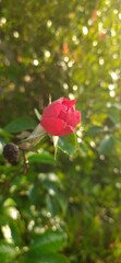 Obraz premium Wild red rose climbing along a wooden fence in countryside setting. Evokes nostalgia and organic charm