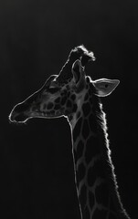 Obraz premium A giraffe's head and neck silhouetted against a dark background. The animal's long neck and patterned skin are visible.