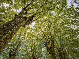 Fototapeta premium Looking Up at Spring Trees